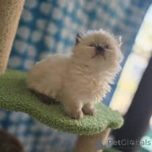 Фото №2 к объявлению №165518 о продаже манчкин - купить в Франции частное объявление, заводчик