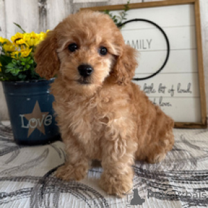 Фото №1. пудель (той) - купить в Гамбург за 27830₽. Объявление №165018