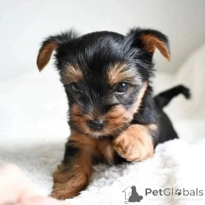 Фото №3. Узнай нашу преслатную 10-недельную ставку!.  Черногория