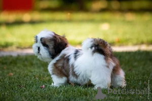 Фото №2 к объявлению №161566 о продаже  - купить в Хорватии 