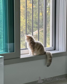 Фото №3. Чистокровные золотисто-кремовые британские короткошерстные котята Teddy-Bear. Германия