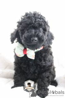 Фото №3. ИГРУШКА КАНИЧЕ.  Португалия