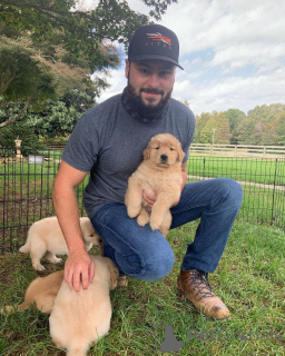 Фото №3. Nuostabūs auksaspalvių retriverių šuniukai... rašykite man.  Литва