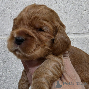 Фото №4. Продажа английского кокер-спаниеля в Вспоминание частное объявление - цена договорная