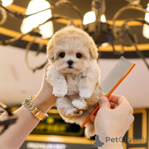 Фото №1. мальтипу - купить в Техас за договорная. Объявление №151801