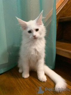 Фото №3. Белая кошка на продажу. Россия