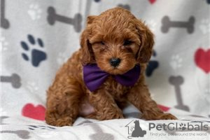 Фото №3. Beautiful Cavapoo Puppies For free adoption.  Германия