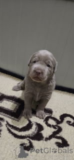 Фото №2 к объявлению №138527 о продаже лабрадудля - купить в Сербии 