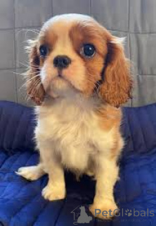 Фото №3. Cuccioli di Cavalier King Charles Spaniel в вендите.  Италия