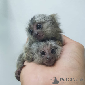 Фото №3. Продам 2 мартышки..  Чехия