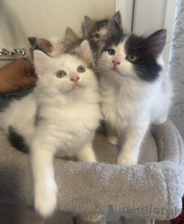 Фото №1. рэгдолл - купить в Аарберген за 32468₽. Объявление №164552