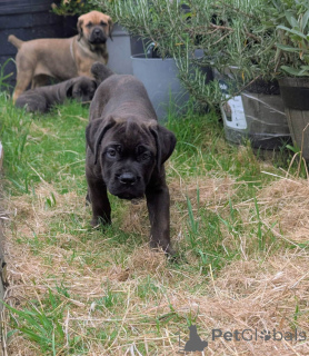 Фото №3. Nuttede Cane Corso очень красив и безопасен для всех.  Дания