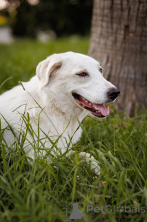 Фото №3. Чудесный пес Беляш ищет семью..  Россия