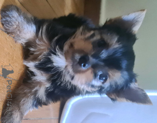 Дополнительные фото: Йоркширский терьер ищет семью