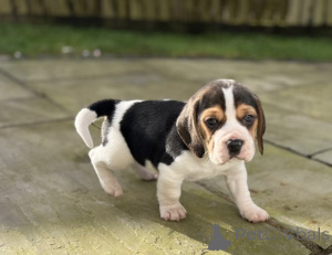 Фото №2 к объявлению №138374 о продаже  - купить в Австралии 