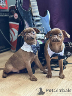 Фото №2 к объявлению №148226 о продаже брюссельского гриффона - купить в Сербии заводчик