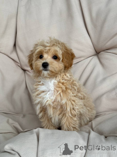 Фото №3. Они милые и очень уважительные.  Германия