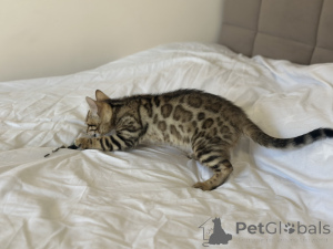 Фото №3. Бенгальская кошка мраморного окраса в разведение. Великобритания