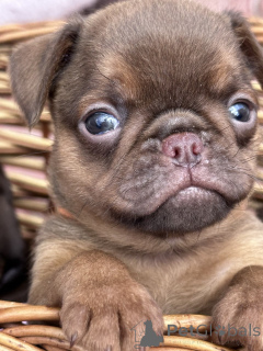 Фото №4. Продажа оттерхаунда в Сивац  - цена договорная