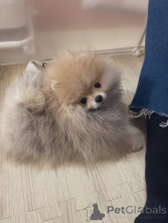 Фото №3. Adorable pomeranian.  Бельгия