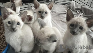 Фото №1. сиамская - купить в Куопио за договорная. Объявление №162063