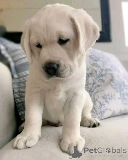 Фото №1.  - купить в Амстеттен за договорная. Объявление №162434