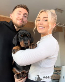 Фото №1. доберман - купить в Жегари за договорная. Объявление №159981