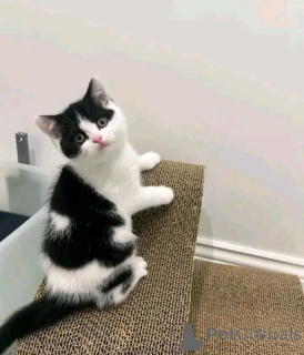 Фото №3. Манчкикинские котят для усыновления. Германия