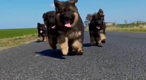 Фото №2 к объявлению №143779 о продаже немецкую овчарку - купить в Польше заводчик