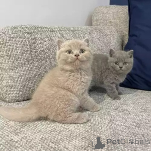 Фото №3. На продажу выставлены британские короткошерстные котята мужского и женского. Великобритания