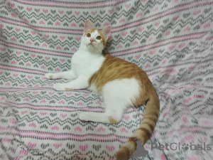 Фото №3. Солнечные рыжие котята Тишка и Рыжик в дар. Беларусь