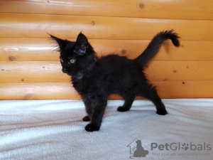Дополнительные фото: Черный Мейн-Кун, шикарный котёнок с интересным характером