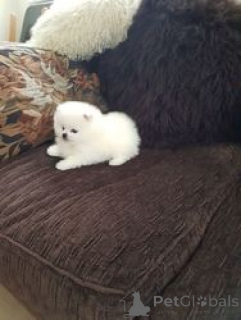 Фото №1. померанский шпиц - купить в Антверпен за Бесплатно. Объявление №154180