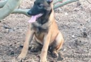 Фото №2 к объявлению №128843 о продаже алано - купить в Финляндии заводчик