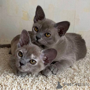 Фото №1. бурма - купить в Ансбах за договорная. Объявление №160271