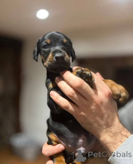 Фото №3. Очаровательные щенки добермана..  Великобритания