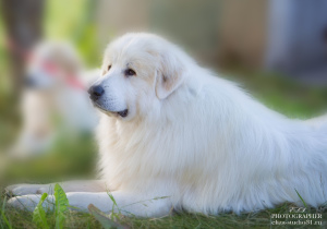 Дополнительные фото: Предлагаются к продаже щенки Пиренейской Горной собаки