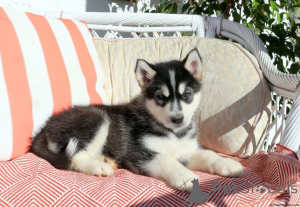 Фото №1. аляскинский маламут - купить в Плохой Кройзнек за договорная. Объявление №162225