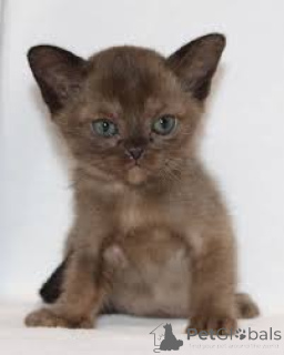 Фото №3. Бирма-Kätzchen zu verkaufen. Финляндия