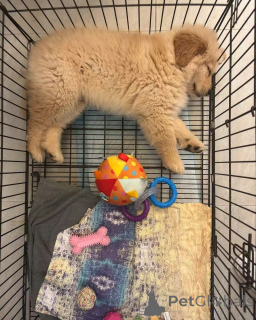 Фото №2 к объявлению №138952 о продаже курчавошёрстного ретривера - купить в США частное объявление, заводчик