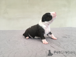 Фото №3. Бультерьер ФЦИ.  Польша