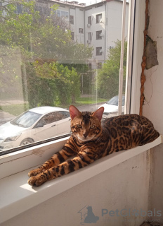 Фото №3. Бенгальский кот. Азербайджан