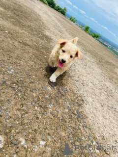 Фото №1. золотистый ретривер - купить в Шяуляй за договорная. Объявление №159982