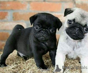 Фото №1. мопс - купить в Винер Нойустадт за Бесплатно. Объявление №166902