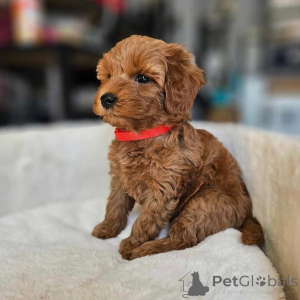 Фото №4. Продажа пуделя (той) в Огайо заводчик - цена договорная