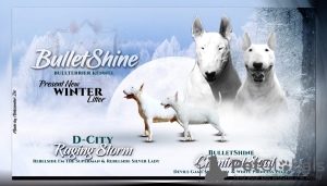 Фото №2 к объявлению №17841 о продаже бультерьера - купить в России из питомника