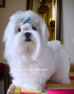 Фото №2 к объявлению №158997 о продаже мальтийскую болонку - купить в Украине из питомника