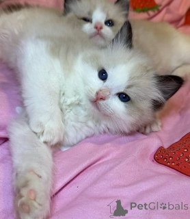 Фото №1. рэгдолл - купить в Франкфурт-на-Майне за 69575₽. Объявление №153034