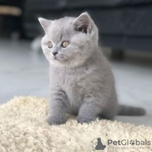 Фото №3. Cute British-shorthair kitten for frr adoption. Германия