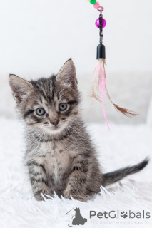 Фото №2 к объявлению №150133 о продаже  - купить в России 